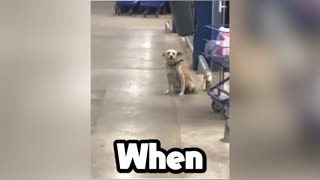 Walmart hired this dog!