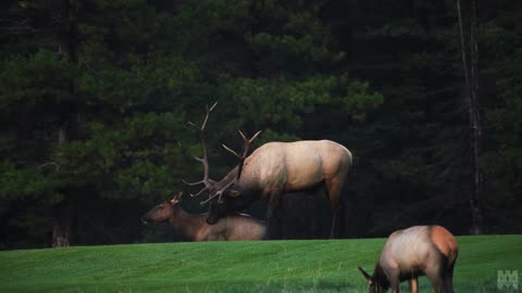 Frustrated Bull Elk Speed Dating in Banff
