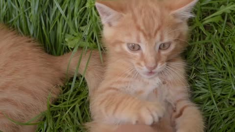 Cat playing in the hand