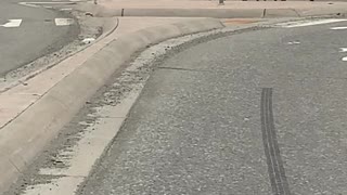 Mother Moose Walks Her Twins Down the Street in Alaska