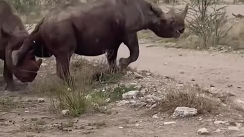 Rhinos fight to death in Etosha