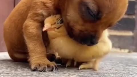 They're so fun and adorable! 🐶🦜🌳 dose of cuteness! 🔔