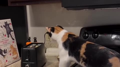 CAT SCARE FUNNY VIDEOS