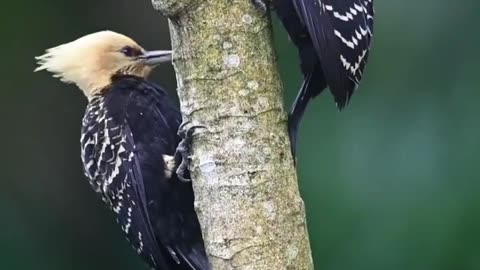 blond crested woodpecker
