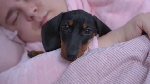 Little Rogue! Cute & funny dachshund dog video!