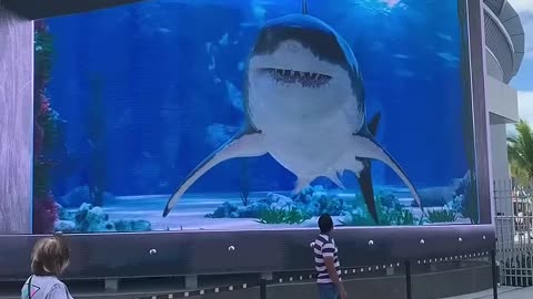 Shark 🦈 Attack In Nassau Bahamas 🇧🇸