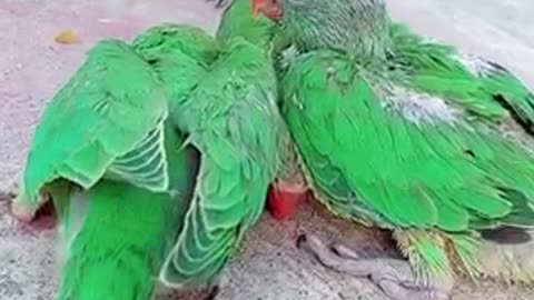 Beautiful tia bird 🐦 trending video