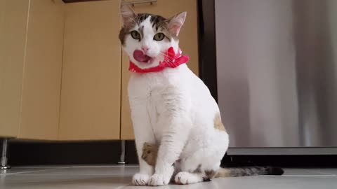 A cat playing with its foot and tongue.