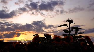 Nature Flowers And Sky View