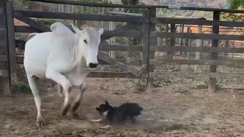 dogs 🐅vs cow this video very interesting