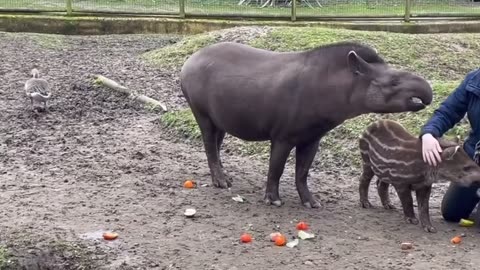Adorable baby tapir born at UK zoo digs into a meal with its mother