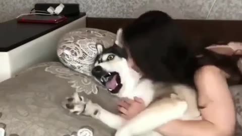 Overacting of Huskyy