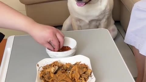 Dog eating some amazing food with parents 🤣