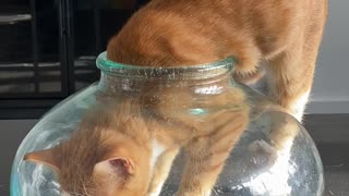 Contortionist Cat Squeezes into Tight Space