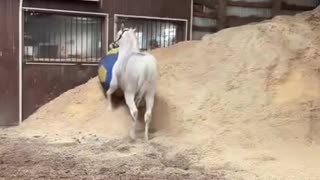 Horse Plays With Big Ball