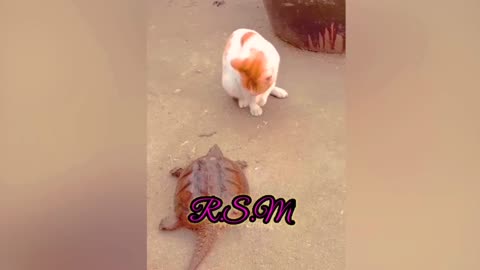 Top Funny Videos - Top Comedy videos trending animal videos latest