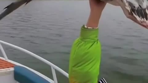 Miraculous moment vacationers on speedboat touch flying geese's belly