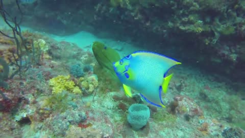 A Very Curious and Playful Green Moray Eel