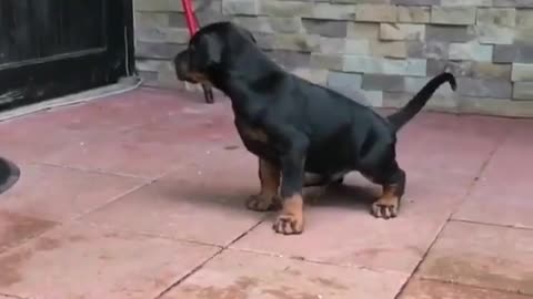 Doberman Pinscher