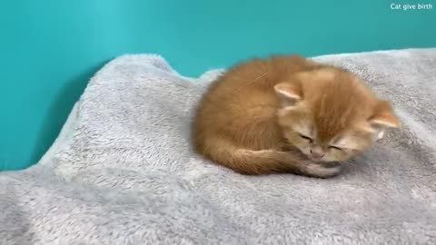 Dad cat and mom cat shared baby kittens