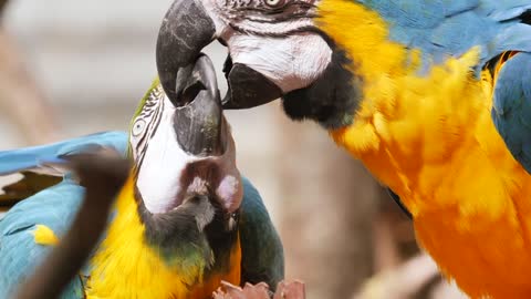 bird parrot ara | Cute Funny Parrots Talking and loving