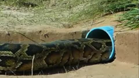 Primitive technology - Build Underground Snake Trap Using Tray & Chicken Catch BigSnake #snaketrap