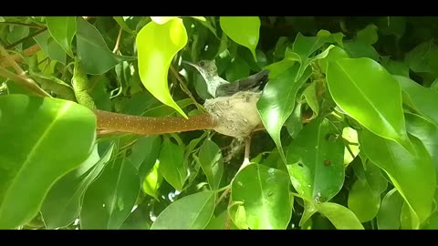 Beautiful hummingbird in its nest in a tree, it must be taking care of its babies [Nature & Animals]
