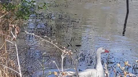 Whitey's First "Swim"