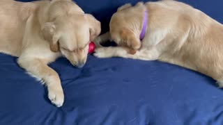 Golden retrievers playing on couch