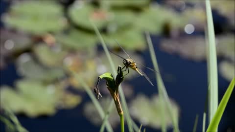 Dragonfly insect