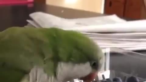 Смешной попугай сражается