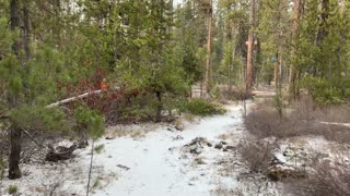 Pine Forest in Light Snow – Central Oregon – Edison Sno-Park