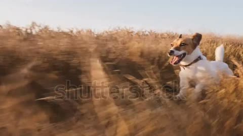 Amazing Cute Puppies Border Collie Run