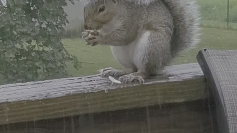 Squirrel Has a Tailbrella