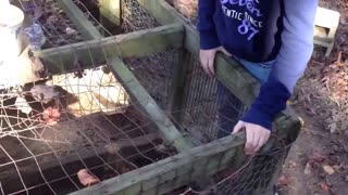 Catching a Chicken - Funny Video