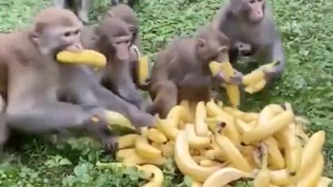 Monkeys Taking Bananas