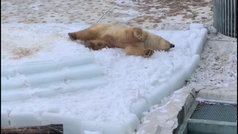 Ice and snow play Polar bear play snow