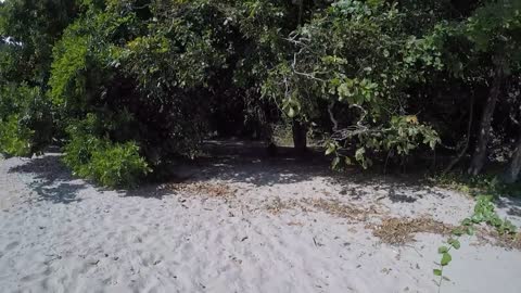Wild Cassowary Chases Girl on the Beach
