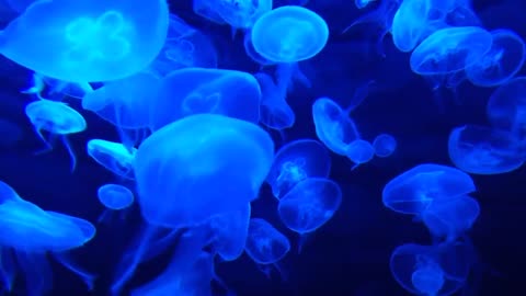 Underwater Diving with Jellyfish LOOKS STUNNIG TO WATCH! With Relaxing music | Jellyfish