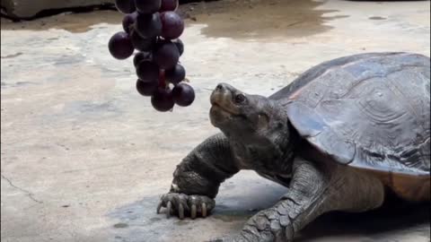Turtle eating grapes
