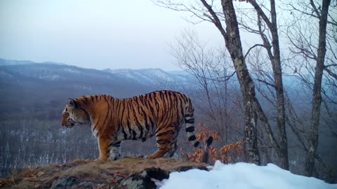 Амурский тигр вышел покрасоваться перед камерой в Приморье