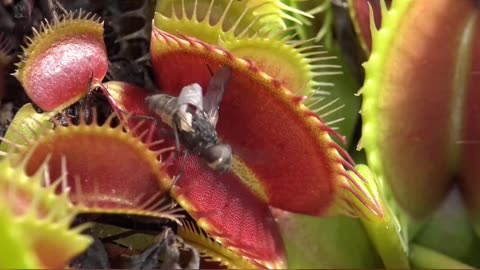 Nature Fact - The Venus Fly Trap Love watching it work #Short