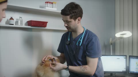 Pomeranian Treatment