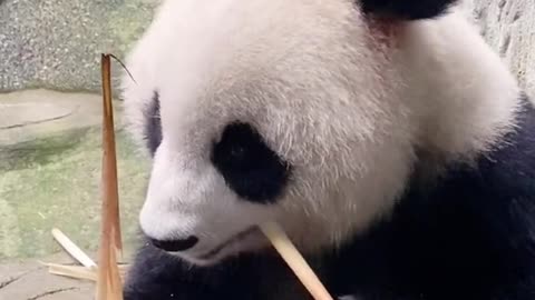 The panda