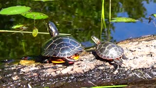 Turtles