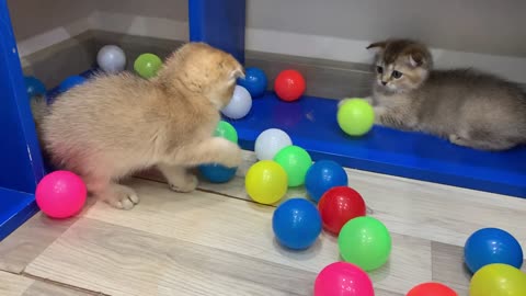 Funny kittens playing with colorful balls