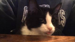 Purring Cat with Tongue Sticking Out