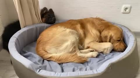 My Dog Reacts to Puppy Stealing His Bed