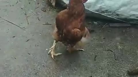 Big cock and little cock.