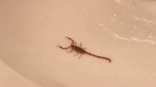 Huge Scorpion in the Sink!